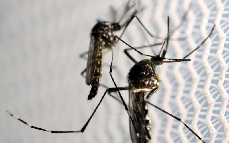 Butantan autorizado a produzir vacina chikungunya